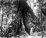 Narra Tree